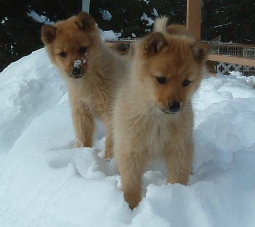 Helmi and Hiekka 9th of February -04